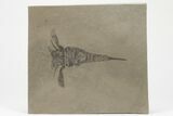 Eurypterus (Sea Scorpion) Fossil - New York #206612-1